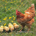 Penjualan panas galvanis ayam hexagonal kawat jaring